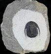 Cornuproetus Trilobite - Excellent Specimen #58728-1